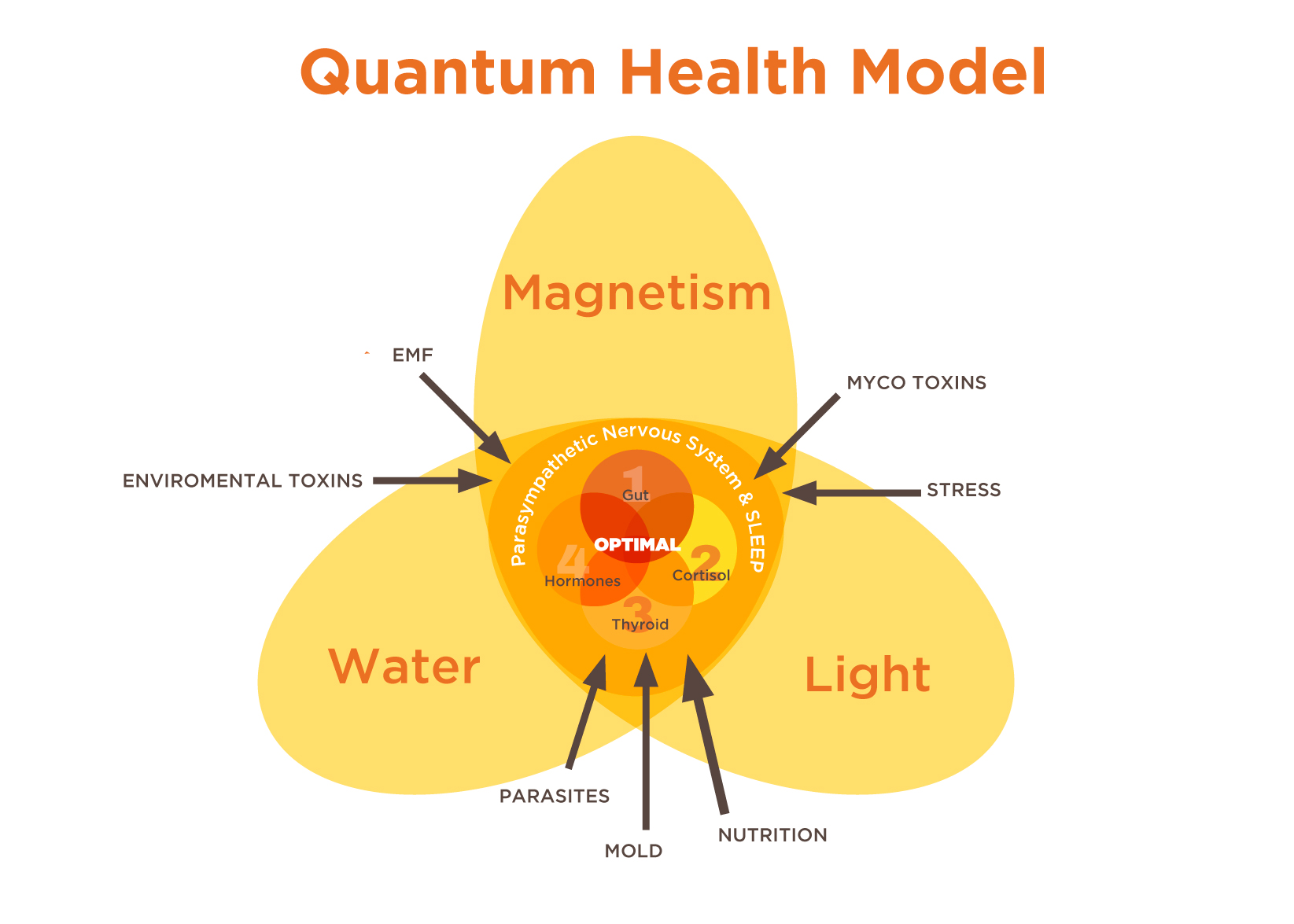 The Sweet Spot for Optimal Health Gretchen Bronson on the Quantum